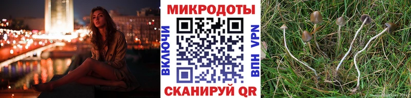 Галлюциногенные грибы Psilocybe Новозыбков